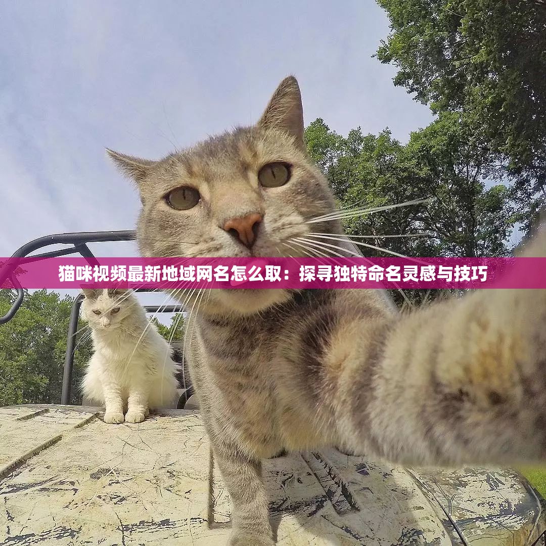 猫咪视频最新地域网名怎么取：探寻独特命名灵感与技巧