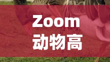 Zoom 动物高清视频：领略奇妙动物世界的精彩