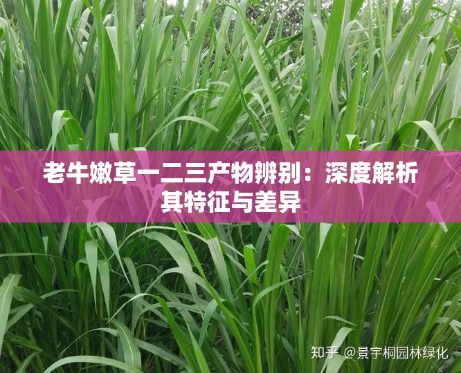 老牛嫩草一二三产物辨别：深度解析其特征与差异