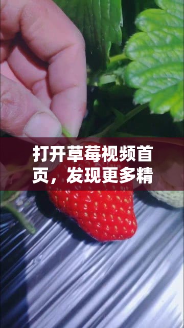 打开草莓视频首页，发现更多精彩内容