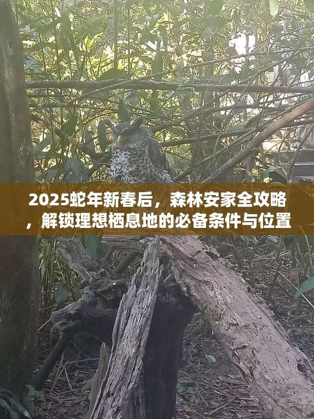 2025蛇年新春后，森林安家全攻略，解锁理想栖息地的必备条件与位置选择