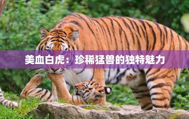 美血白虎：珍稀猛兽的独特魅力