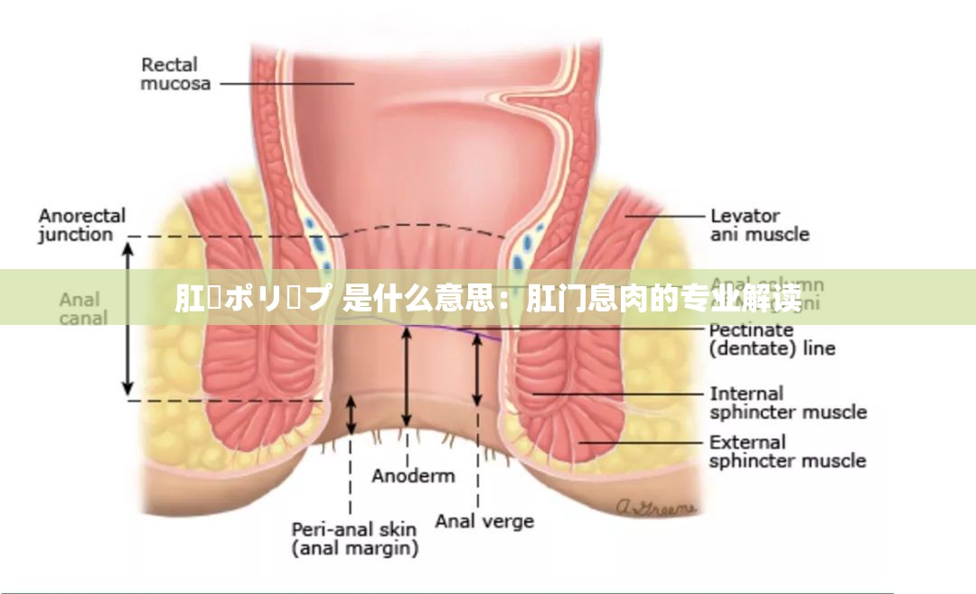 肛門ポリープ 是什么意思：肛门息肉的专业解读