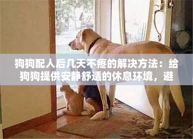 狗狗配人后几天不疼的解决方法：给狗狗提供安静舒适的休息环境，避免其剧烈运动