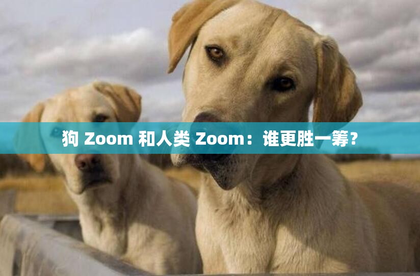 狗 Zoom 和人类 Zoom：谁更胜一筹？