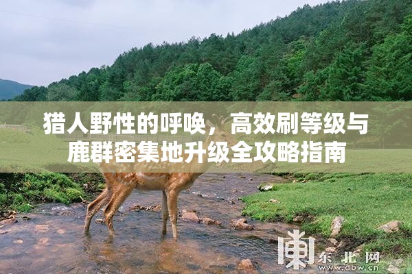 猎人野性的呼唤，高效刷等级与鹿群密集地升级全攻略指南