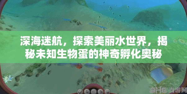 深海迷航，探索美丽水世界，揭秘未知生物蛋的神奇孵化奥秘