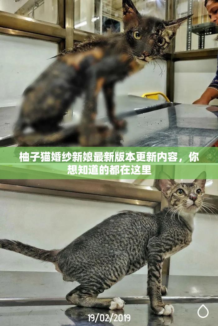 柚子猫婚纱新娘最新版本更新内容，你想知道的都在这里