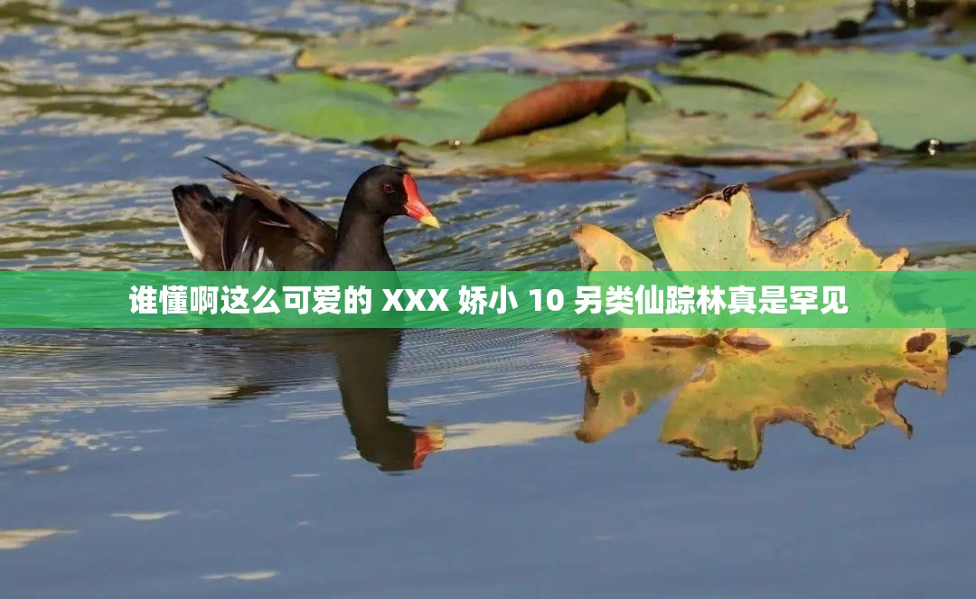 谁懂啊这么可爱的 XXX 娇小 10 另类仙踪林真是罕见